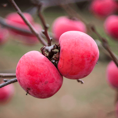Persimmon Seeds - Pink