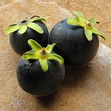 Persimmon Seeds - Texas