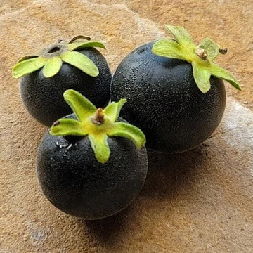Persimmon Seeds - Texas
