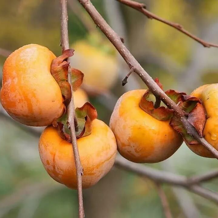 Persimmon Seeds - Date Plum 