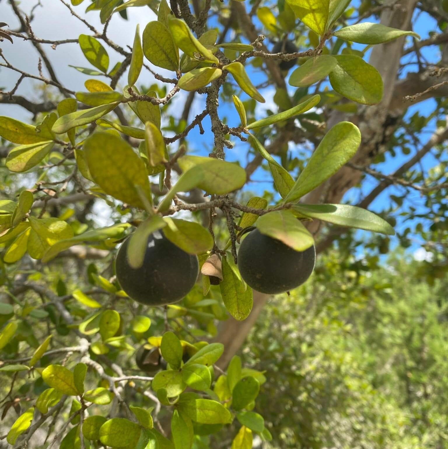 Persimmon Seeds - Texas
