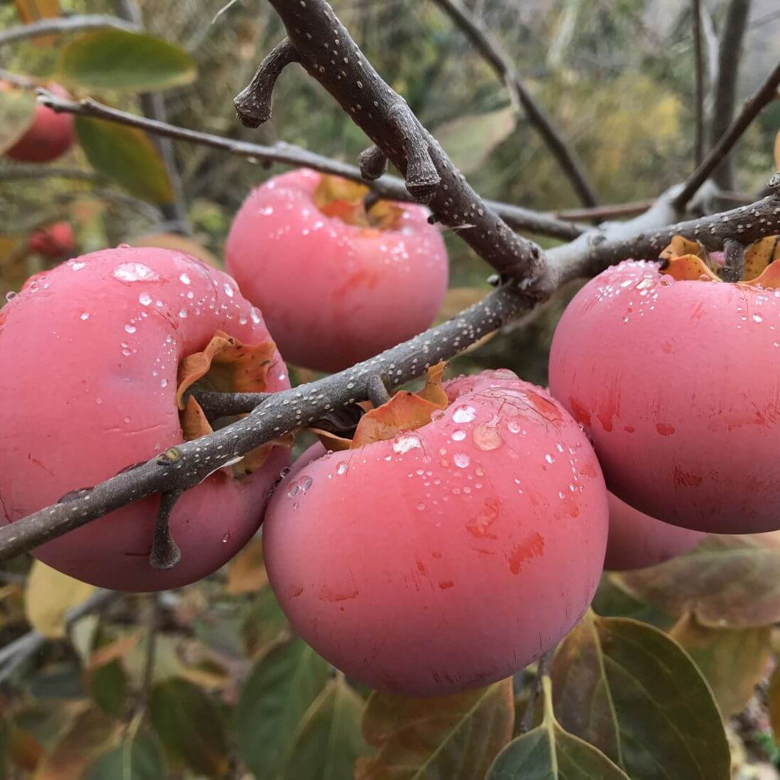 Persimmon Seeds - Pink