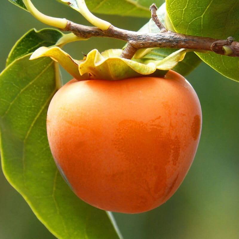 Persimmon Seeds – Red Asian