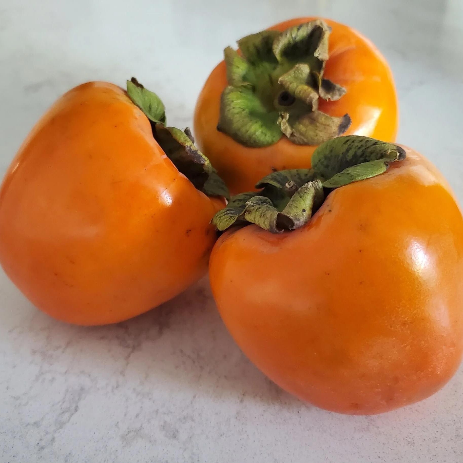 Persimmon Seeds – Fuyu