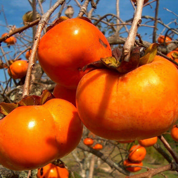 Persimmon Seeds – Red Asian