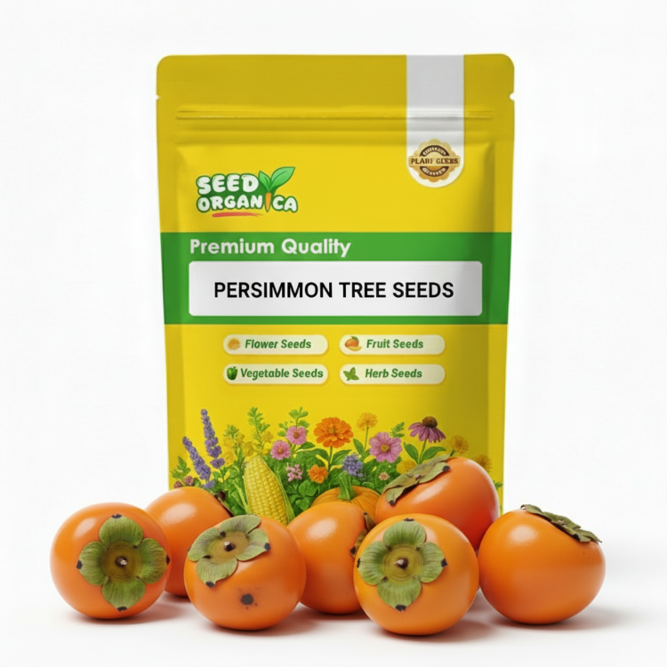 Persimmon Tree Seeds | Fruit Tree Garden Seeds
