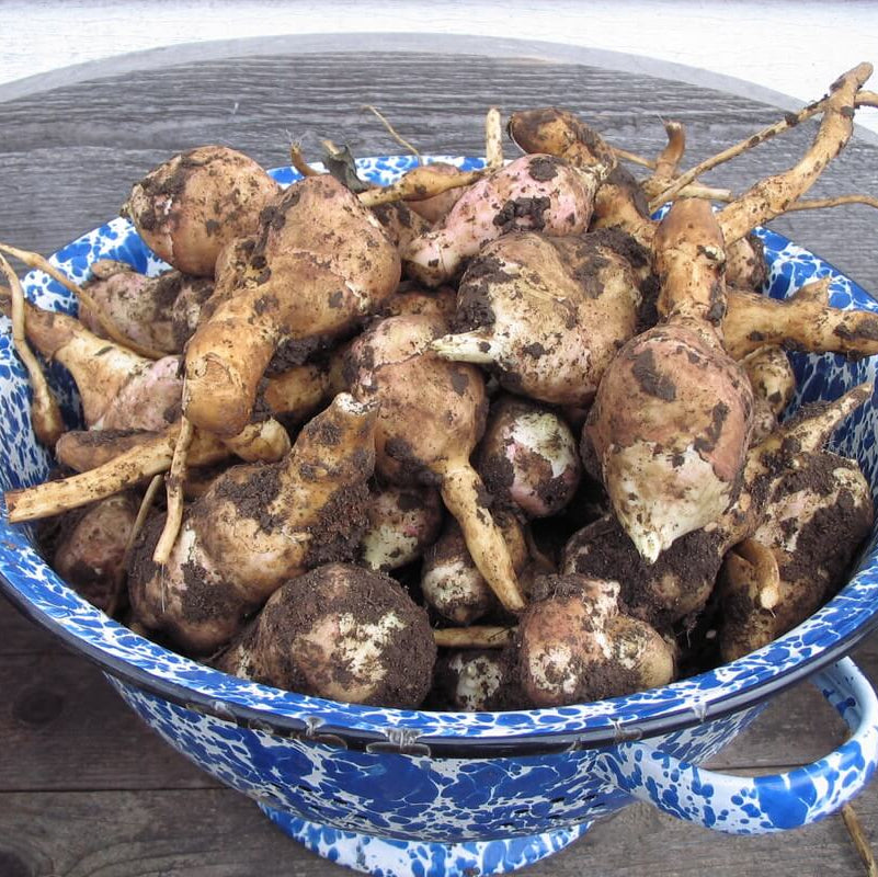 Peruvian Ground Apple Seeds - Vegetable Plant