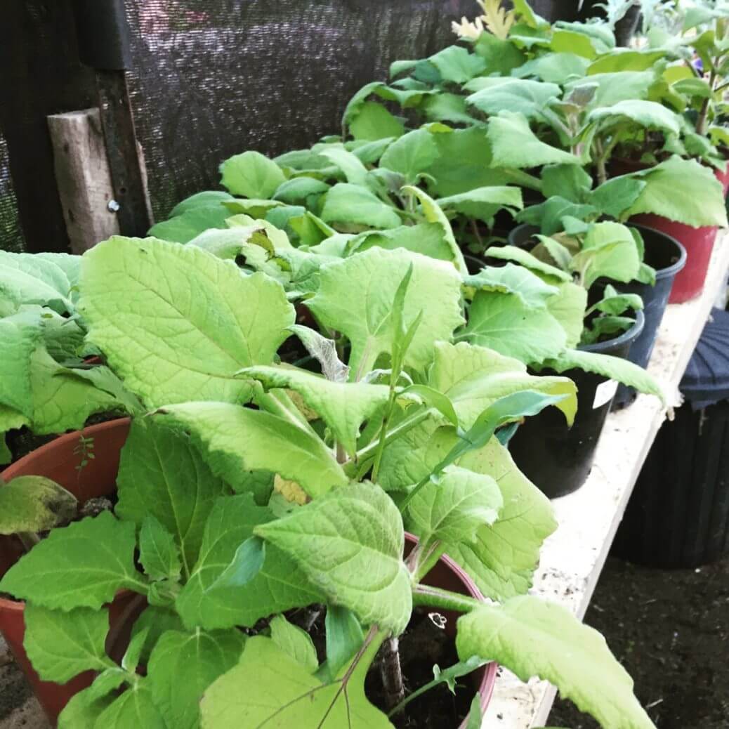 Peruvian Ground Apple Seeds - Vegetable Plant