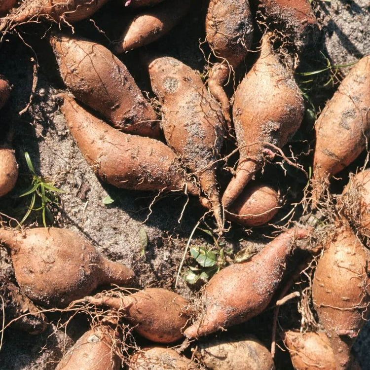 Peruvian Ground Apple Seeds - Vegetable Plant
