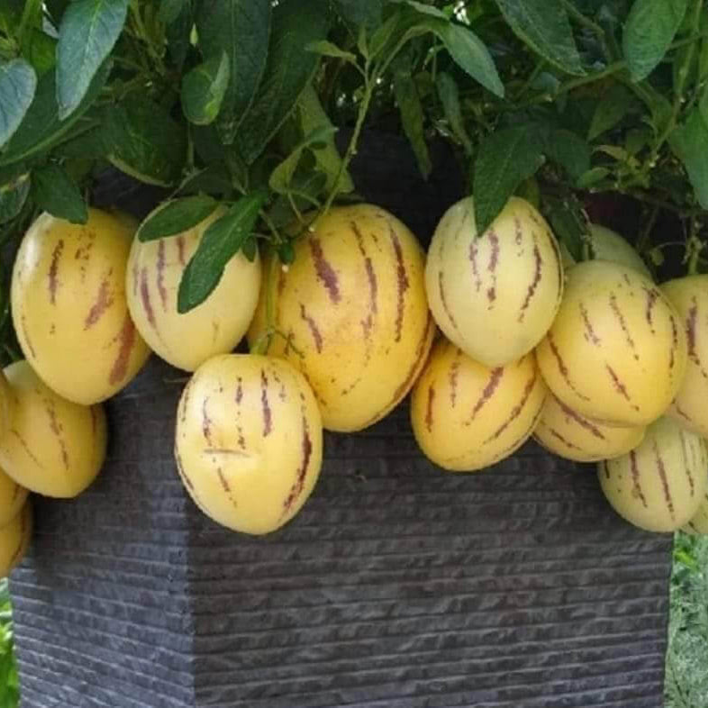 Peruvian Pepino Seeds - Fruit Plant