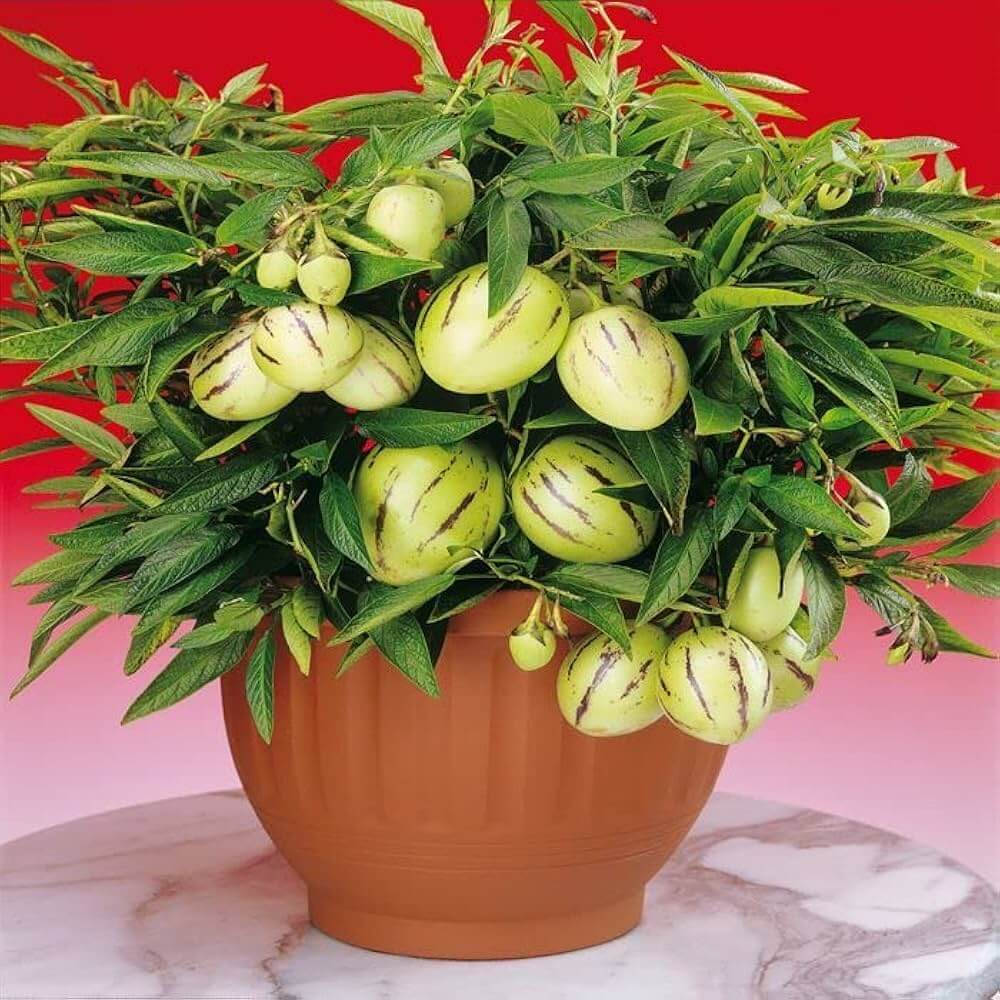 Peruvian Pepino Seeds - Fruit Plant