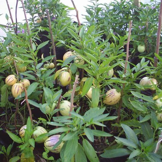 Peruvian Pepino Seeds - Fruit Plant