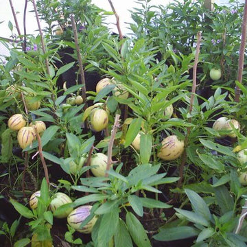 Peruvian Pepino Seeds - Fruit Plant