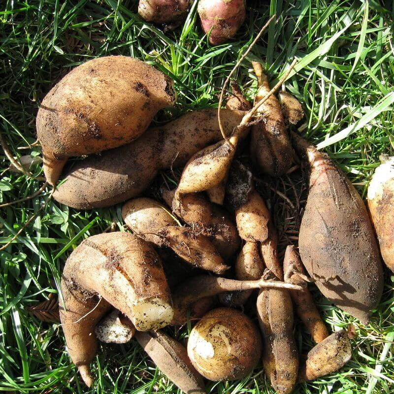 Peruvian Sunroot Seeds - Vegetable Plant