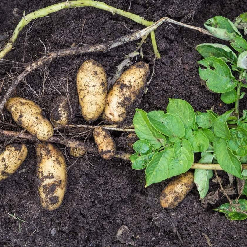 Peruvian Sunroot Seeds - Vegetable Plant