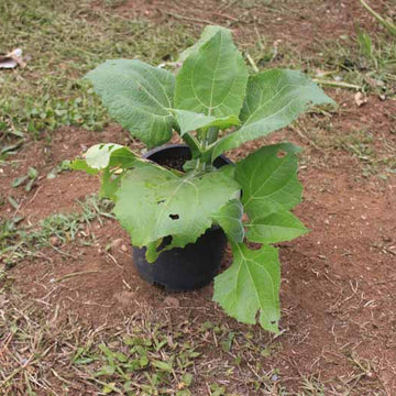 Peruvian Sunroot Seeds - Vegetable Plant