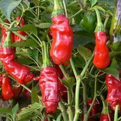 Peter Pepper Seeds - red