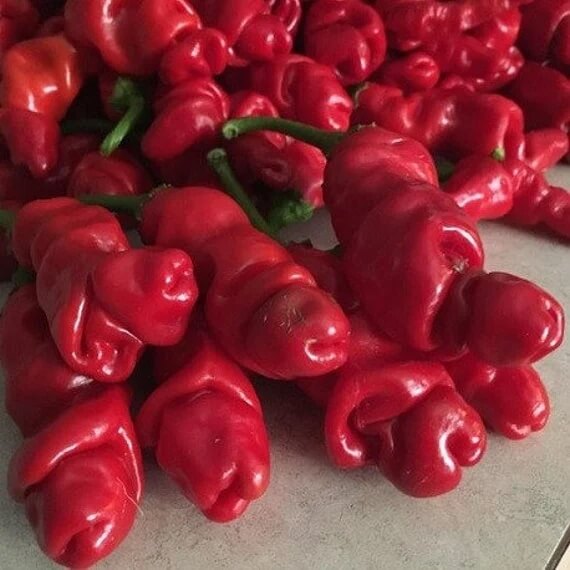 Peter Pepper Seeds - red