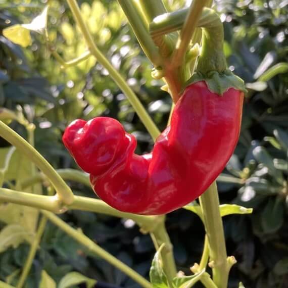 Peter Pepper Seeds - red