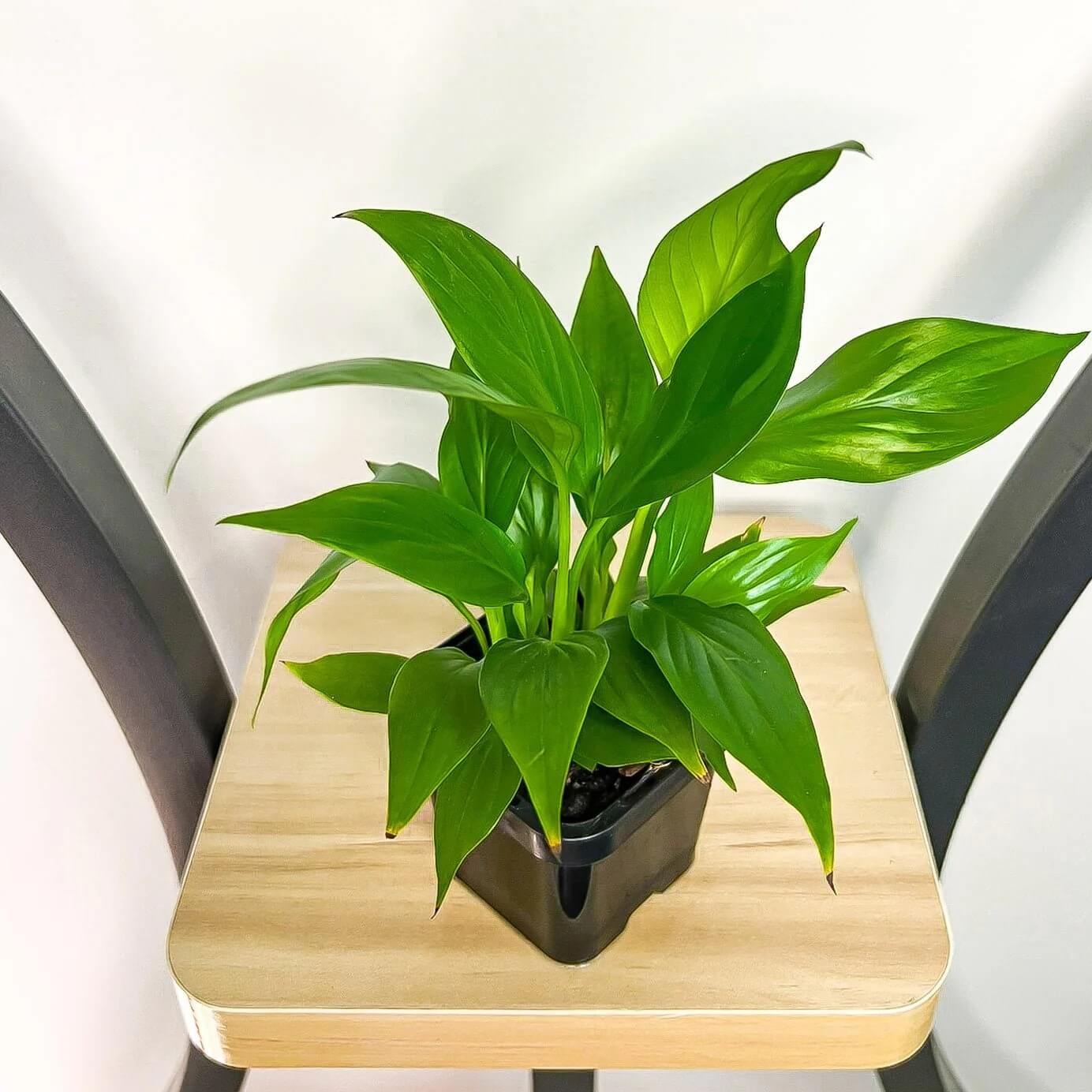 Petite Peace Lily Seeds