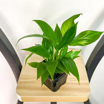 Petite Peace Lily Seeds
