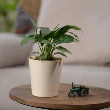 Petite Peace Lily Seeds