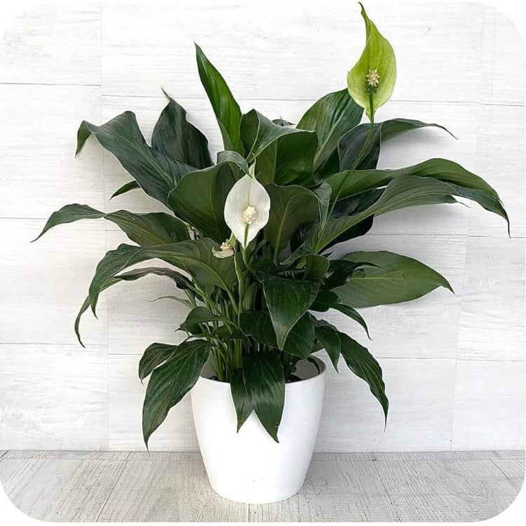 Petite Peace Lily Seeds