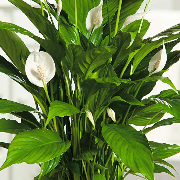Petite Peace Lily Seeds
