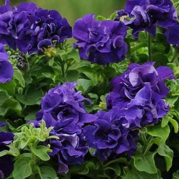 petunia seeds - Blue Double