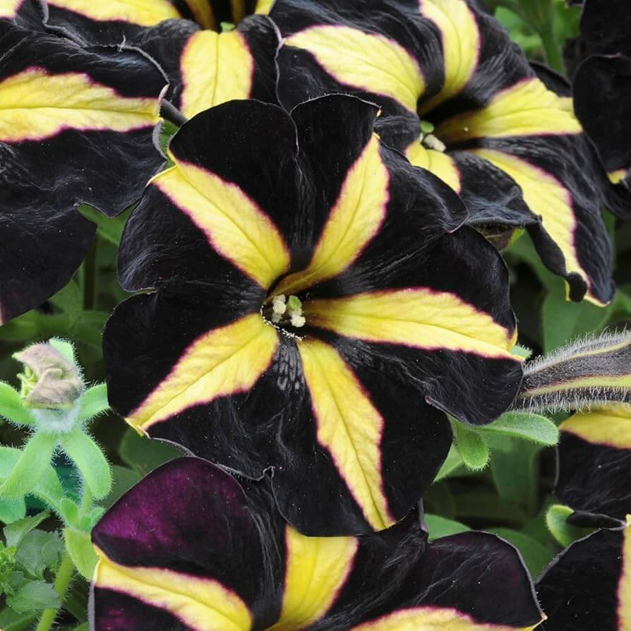 Petunia Seeds – Black Yellow