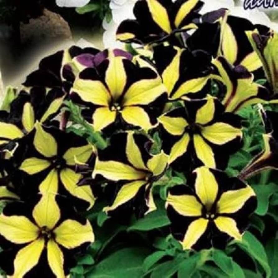 Petunia Seeds – Black Yellow