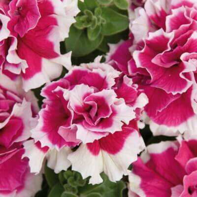 Petunia Seeds – Red White Double
