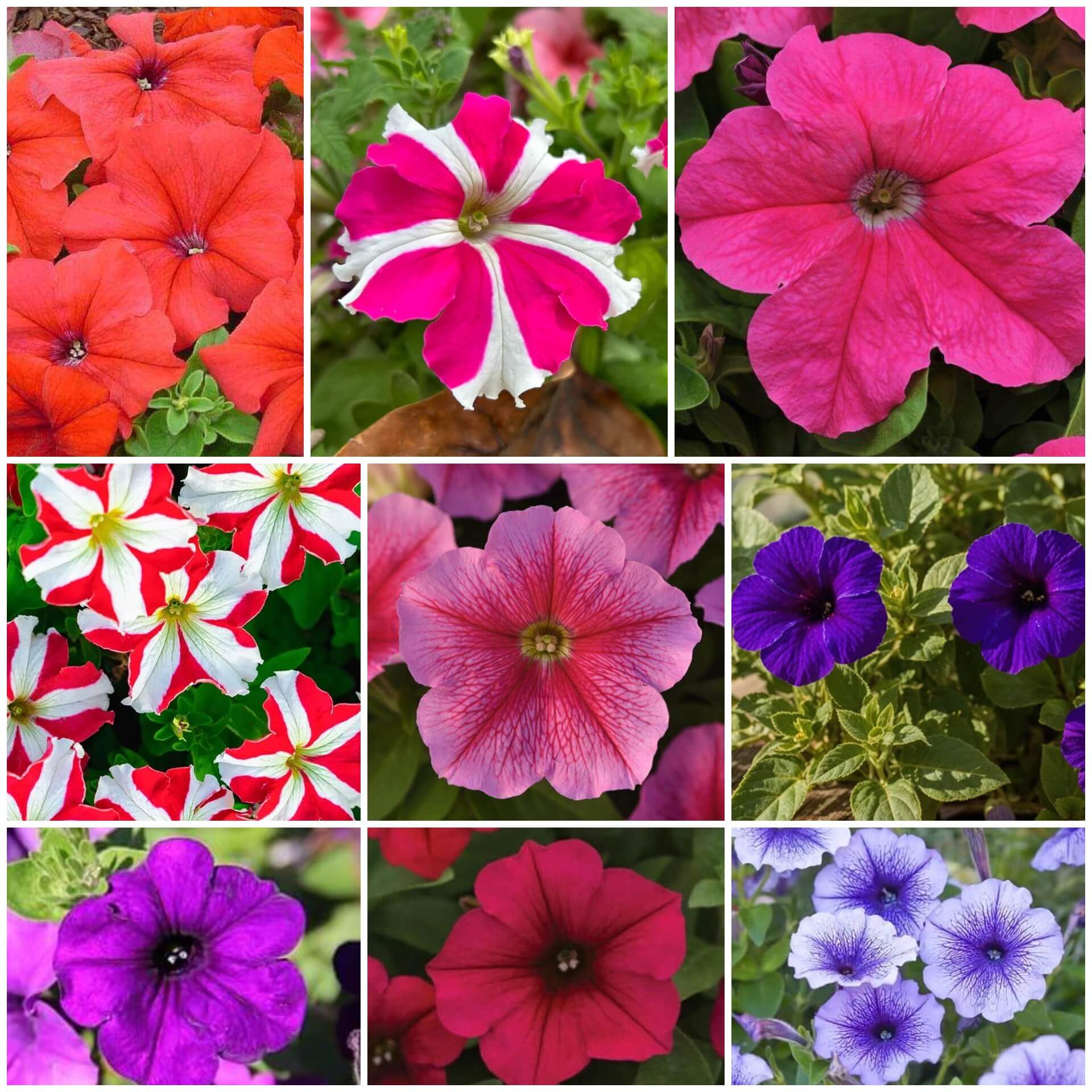 Petunia Seeds - All In One For Home Gardens