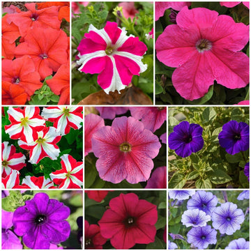 Petunia Seeds - All In One For Home Gardens