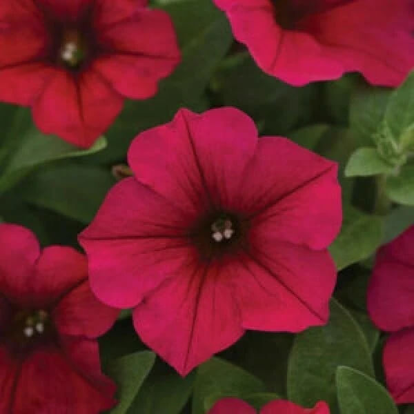 Petunia Seeds - All In One For Home Gardens