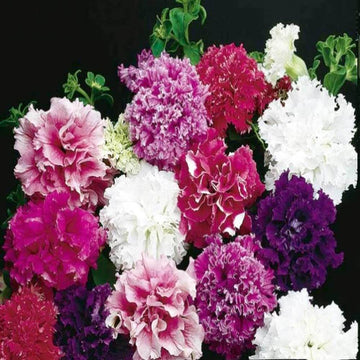Petunia Seeds 