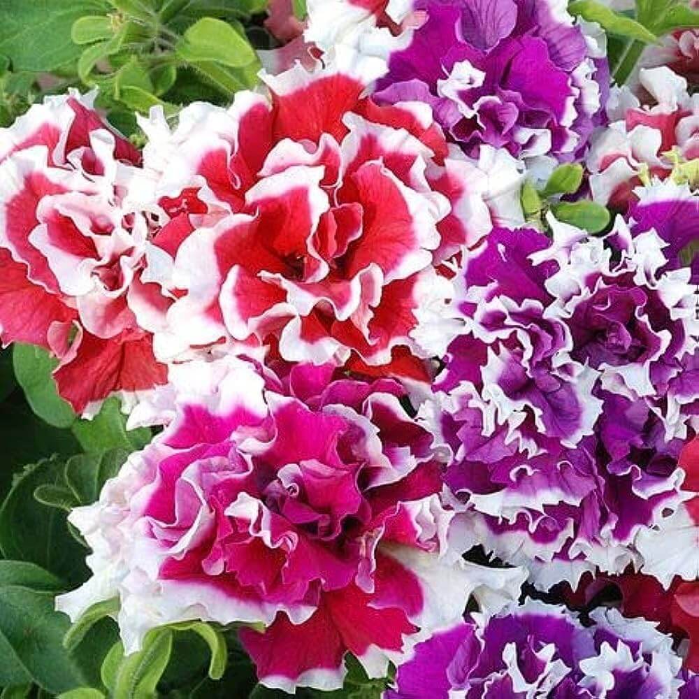 Petunia Seeds 