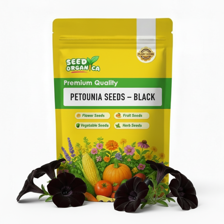 Petunia Seeds – Black