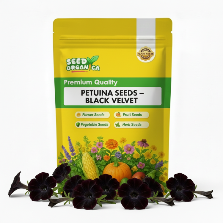 Petunia Seeds – Black Velvet