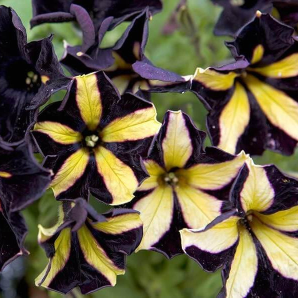 Petunia Seeds – Black Yellow