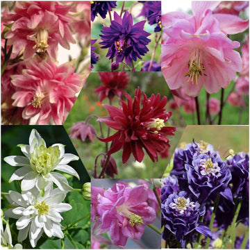 Petunia Seeds – Double Petunia