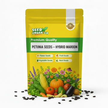 Petunia Seeds – Hybrid Maroon