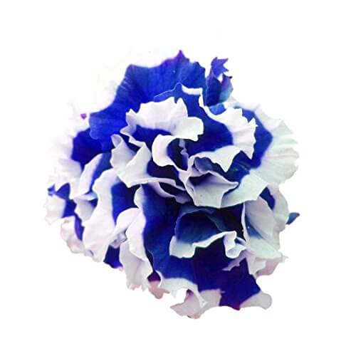 Petunia Seeds – Nema Great