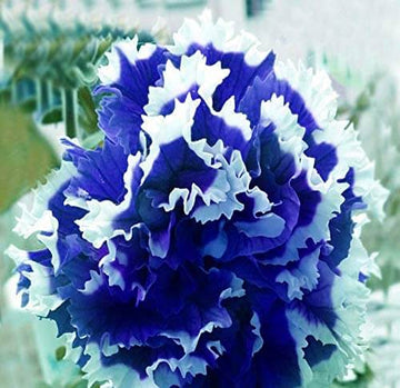 Petunia Seeds – Nema Great