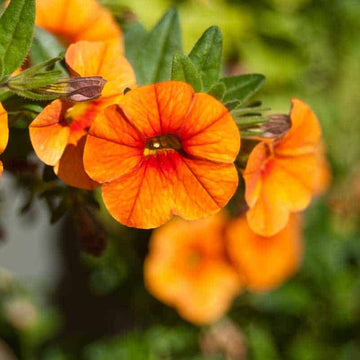 Petunia Seeds – Orange