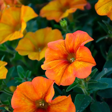 Petunia Seeds – Orange