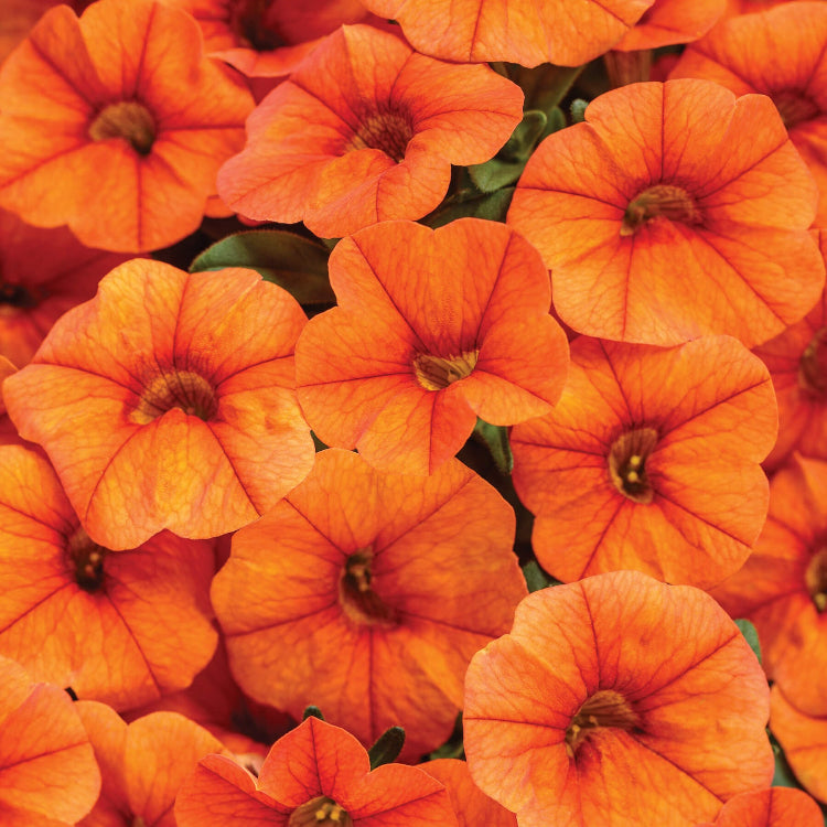 Petunia Seeds – Orange 