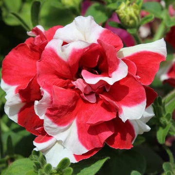 Petunia Seeds – Red White Double