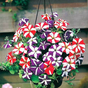 Petunia Seeds – Starry Multi-Colour