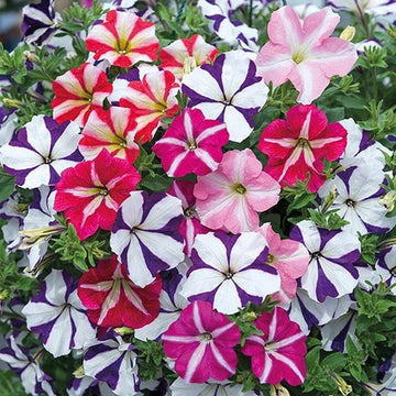 Petunia Seeds – Starry Multi-Colour